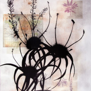 Susan Davidoff - Regiones Botanicas de la Tierra: Antilles No. 2, 2002 Medium: 6 Color Lithograph with hand applied pigment and collage Edition: 48 Paper: Silk Tissue, Archival Photo Copy on Rives BFK, White Paper Size: 42″ x 29.5″ Image Size: Same