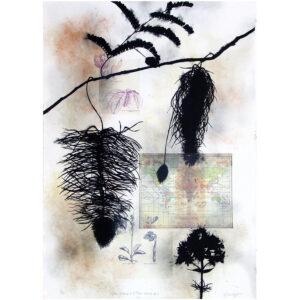 Susan Davidoff - Regiones Botanicas de la Tierra: Antilles No. 1, 2001 Medium: 5 Color Lithograph with hand applied pigment and collage Edition: 45 Paper: Silk Tissue, Archival Photo Copy on Rives BFK, White Paper Size: 42″ x 29.5″ Image Size: Same